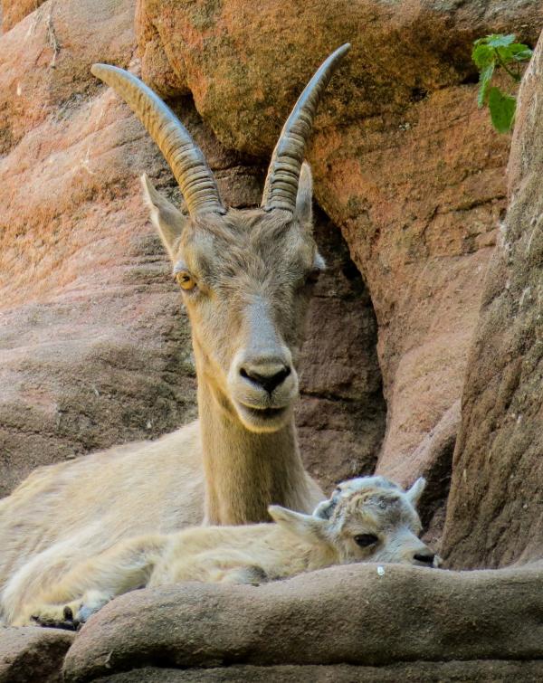Wild Capricorn