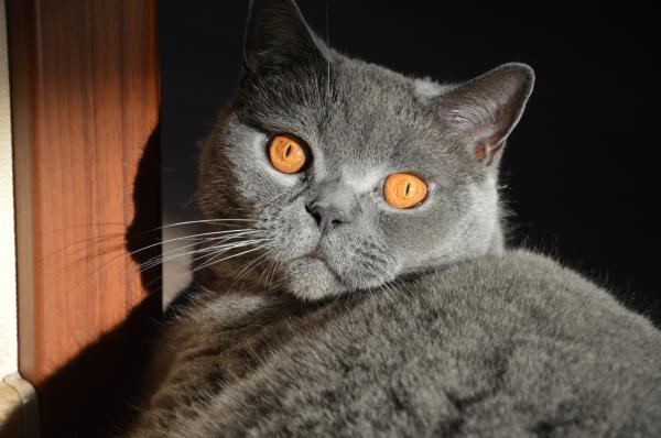 Wild Cat