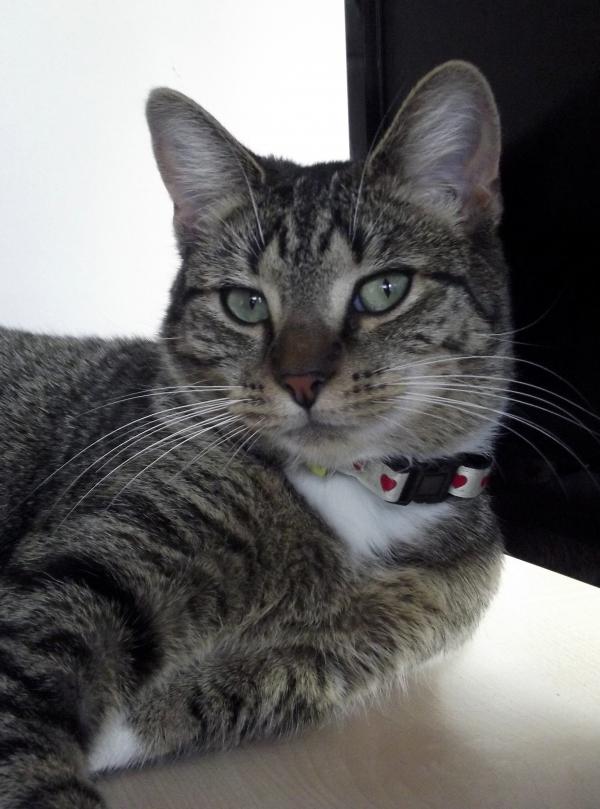 Wild Cat