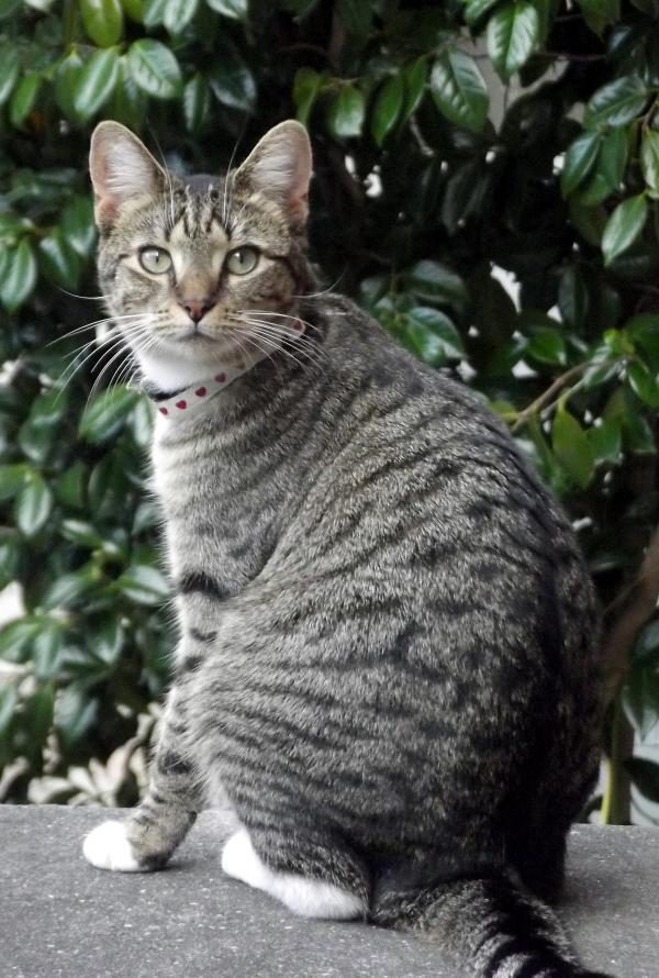 Wild Cat