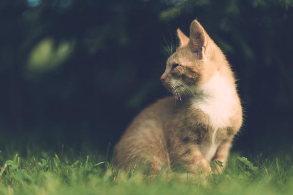 Wild Cat