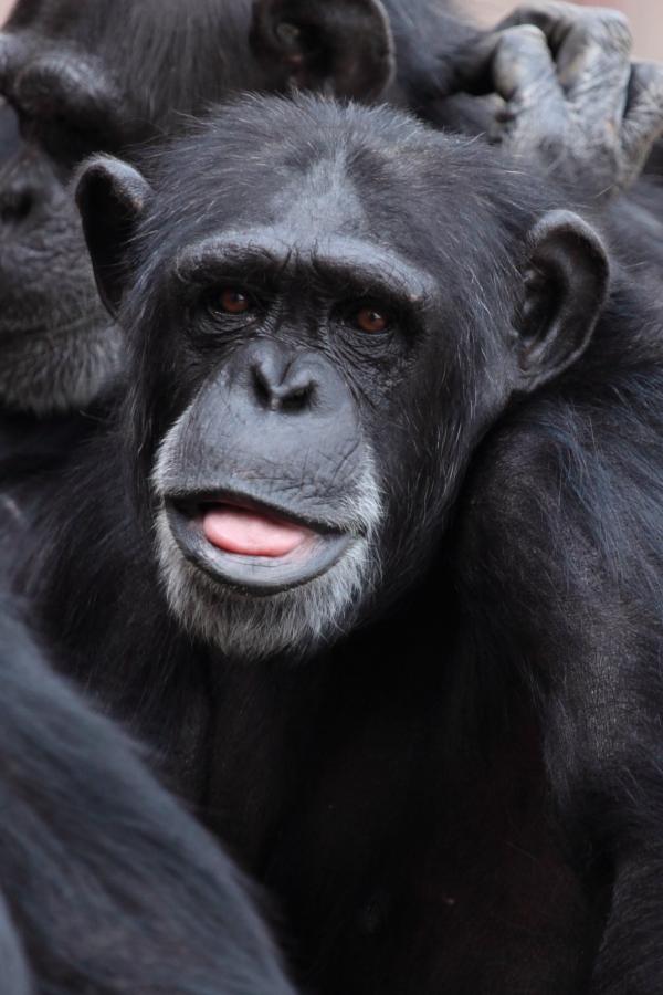 Wild Chimps