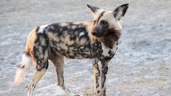 wild dog