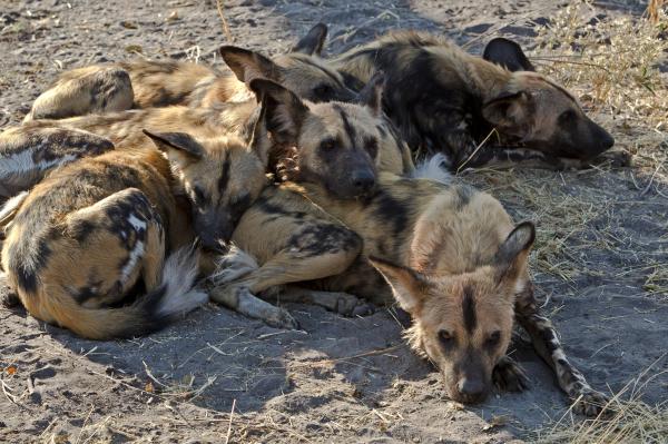 Wild dogs