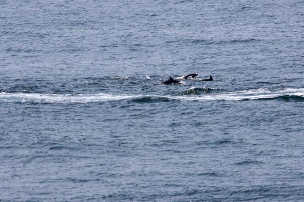 Wild dolphins swimming in the ocean