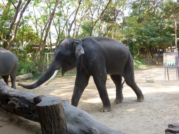 Wild Elephant