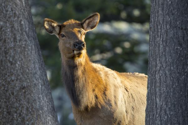 Wild Elk