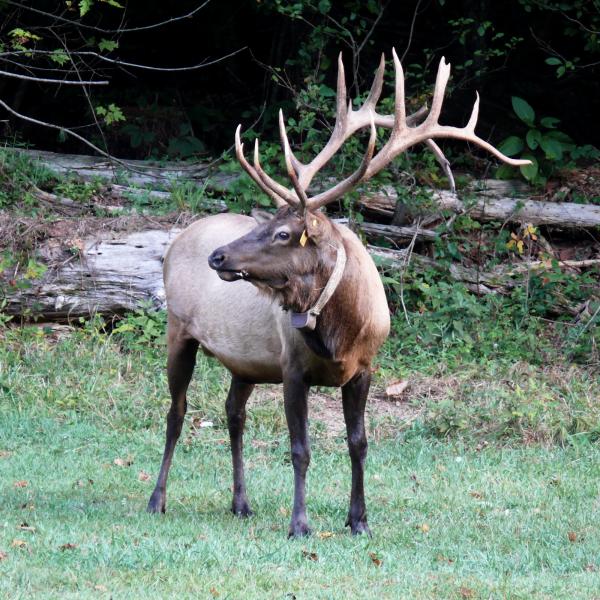 Wild Elk
