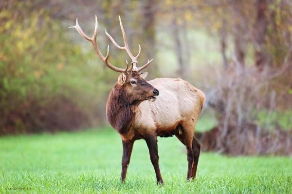 Wild Elks