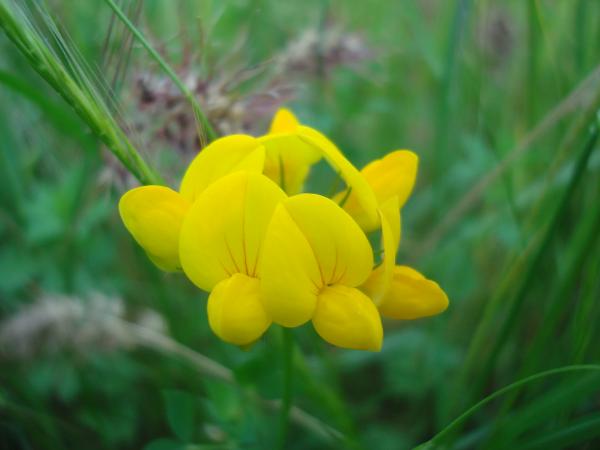 Wild flower