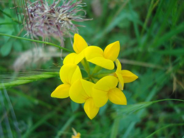 Wild flower