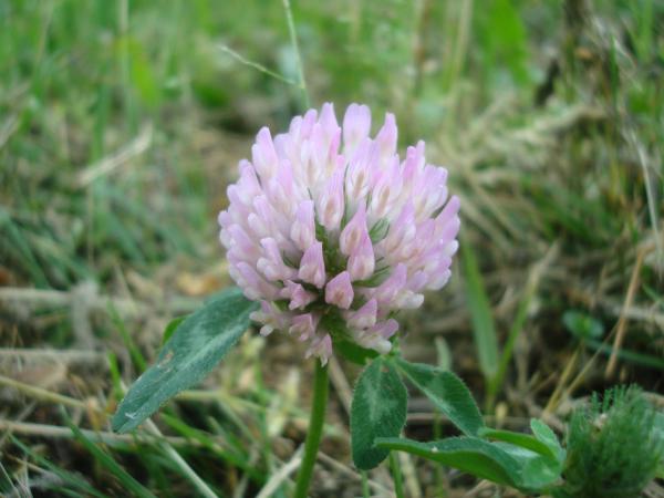 Wild flower