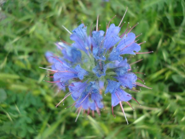 Wild flower