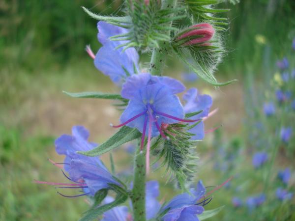 Wild flower
