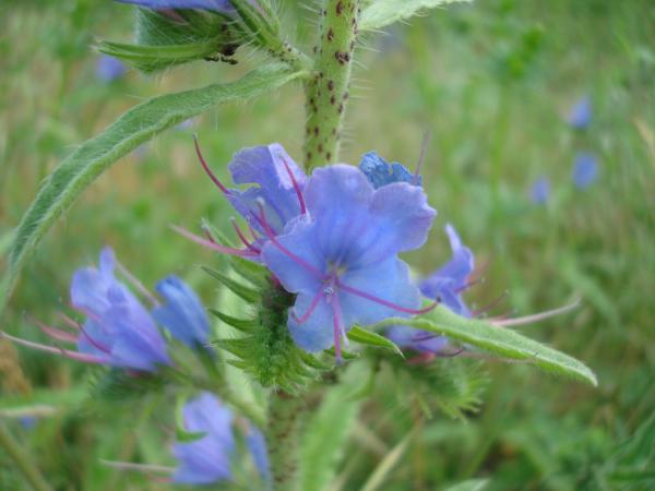Wild flower