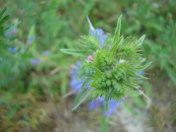 Wild flower