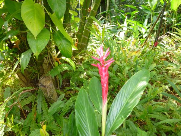 Wild Flower