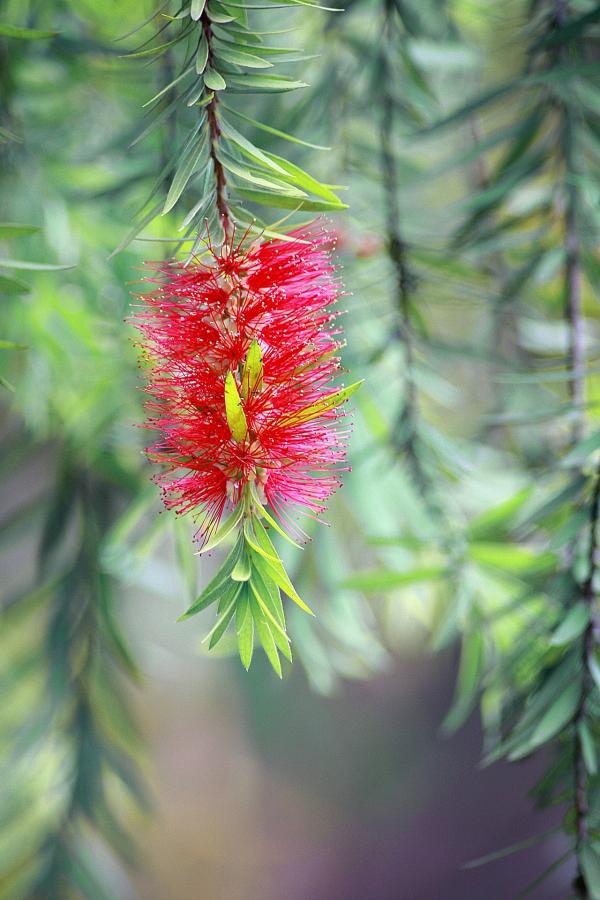Wild Flower