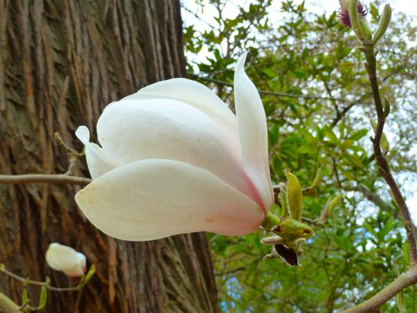 Wild Flower