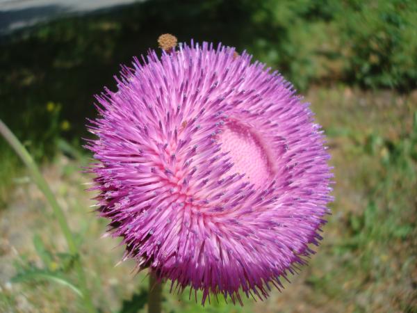 Wild flower