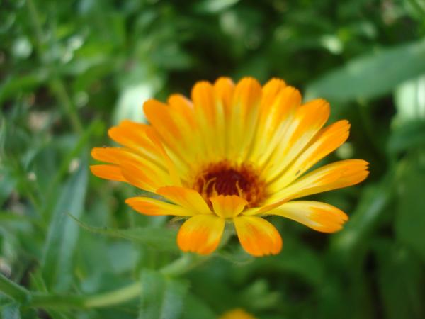 Wild flower