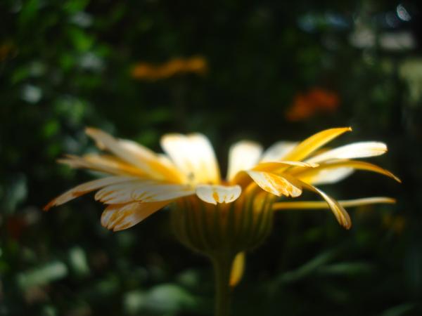 Wild flower