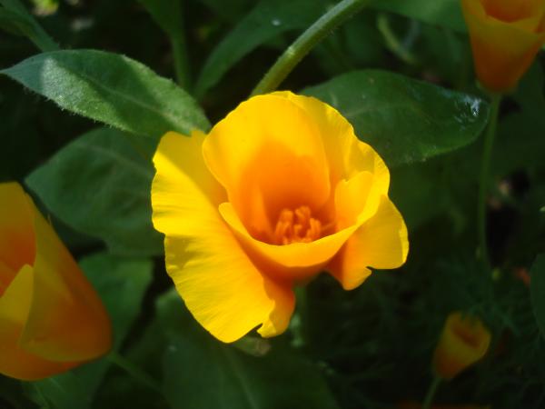 Wild flower