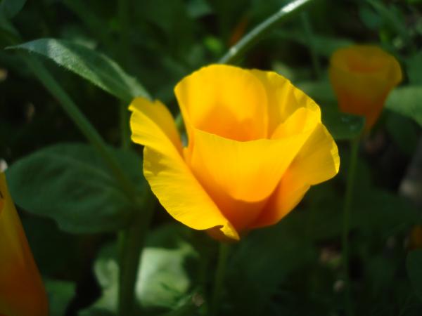 Wild flower