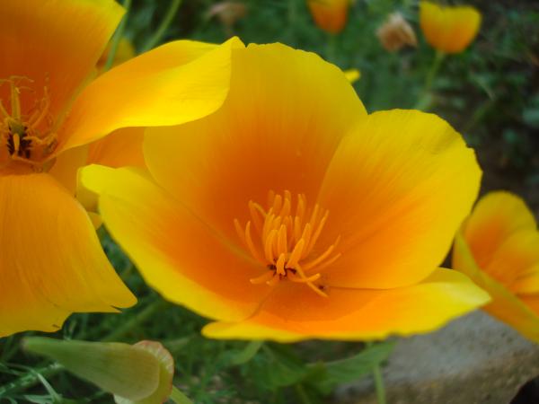 Wild flower