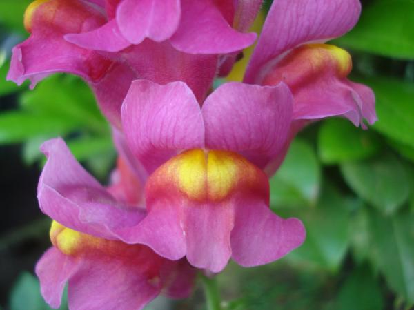 Wild flower