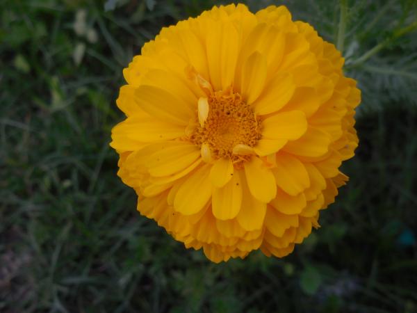 Wild Flower Of India
