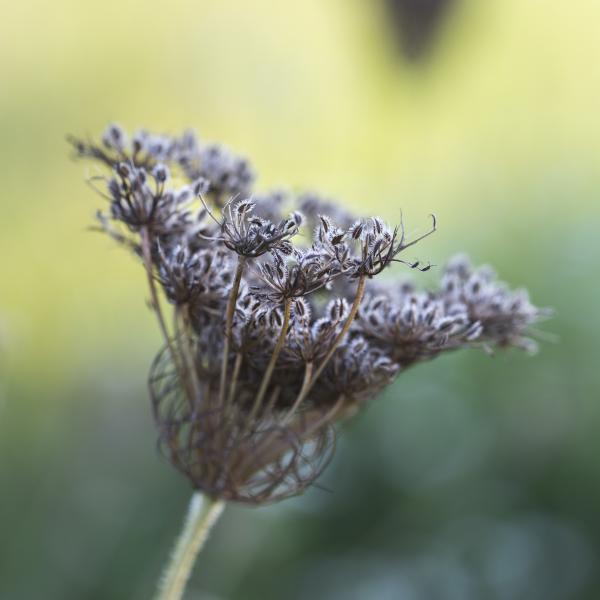 Wild Flower