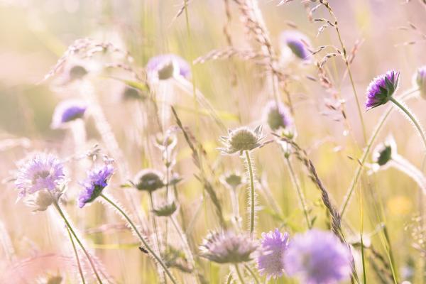 Wild Flowers