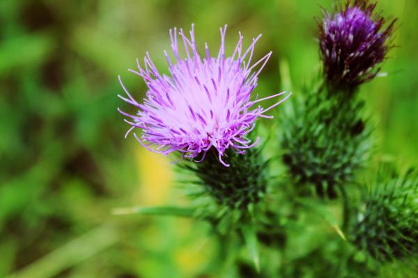 Wild Flowers