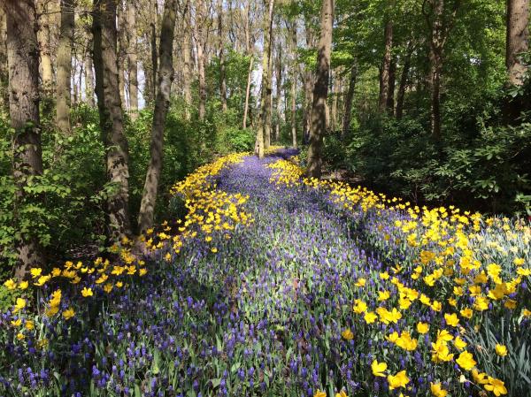Wild Flowers
