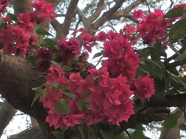 Wild Flowers