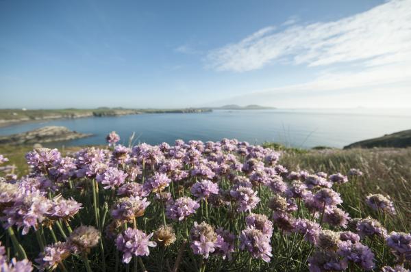 Wild Flowers