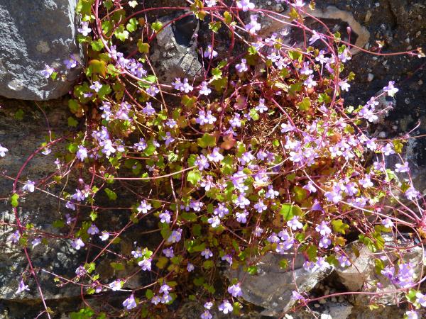 Wild Flowers
