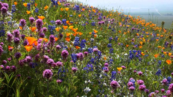 Wildflowers