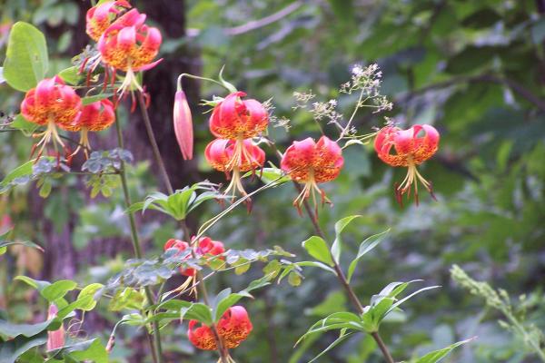 Wild Flowers