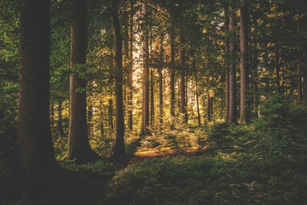 Wild Forest