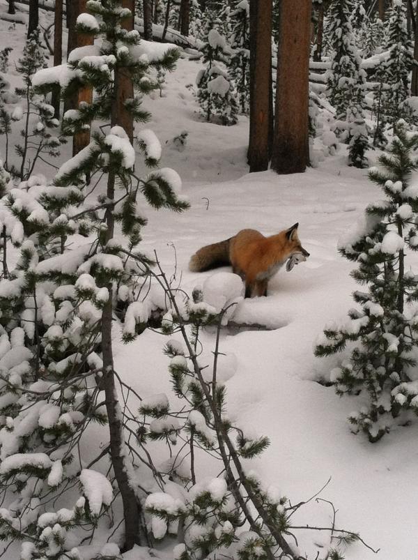 Wild Fox