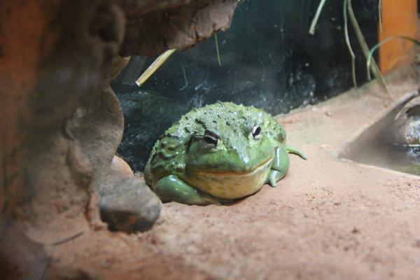 Wild Frog