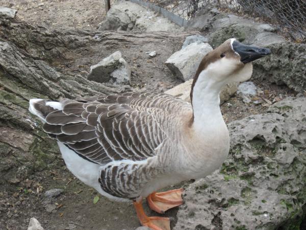 Wild geese