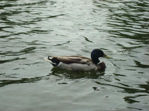 Wild geese
