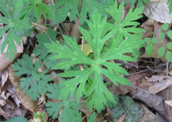 Wild Plants