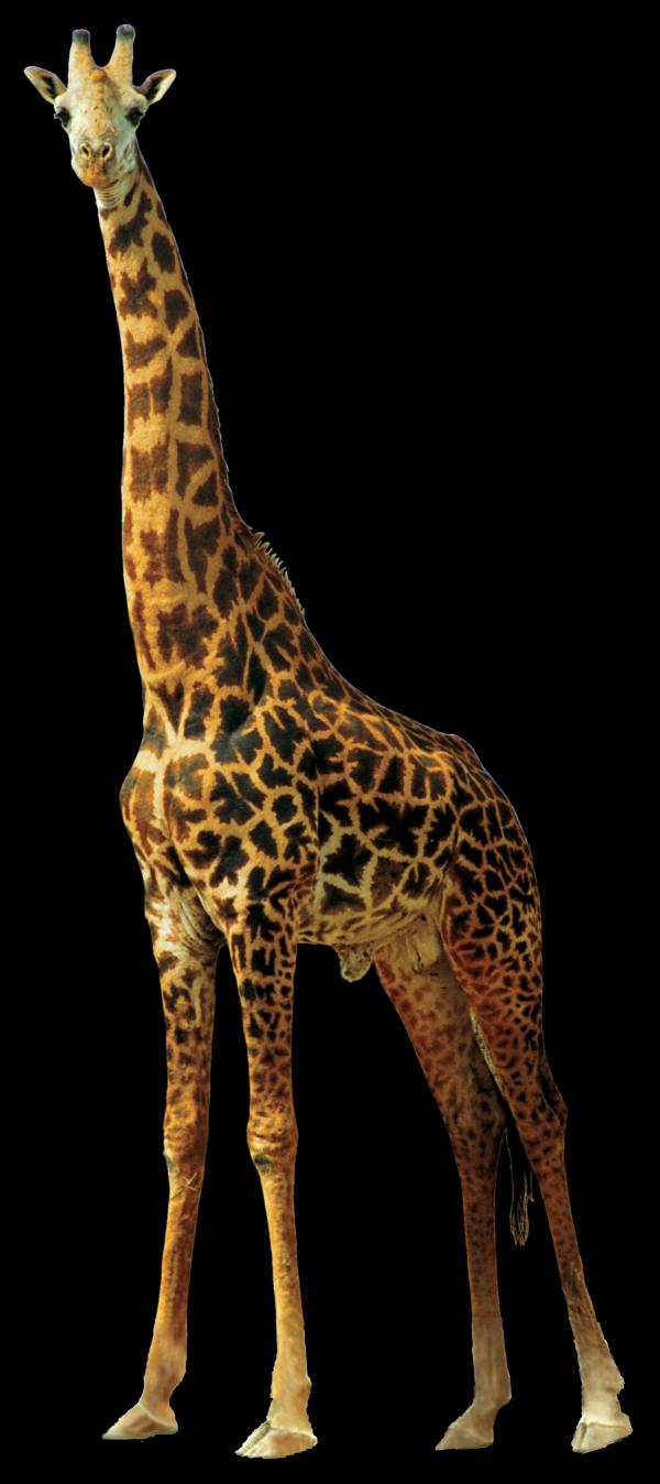 Wild Giraffe