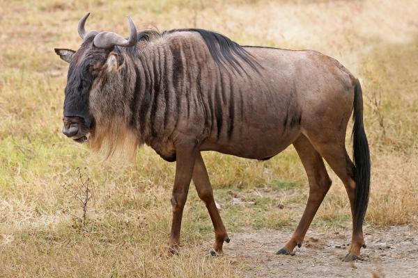 Wild Gnu