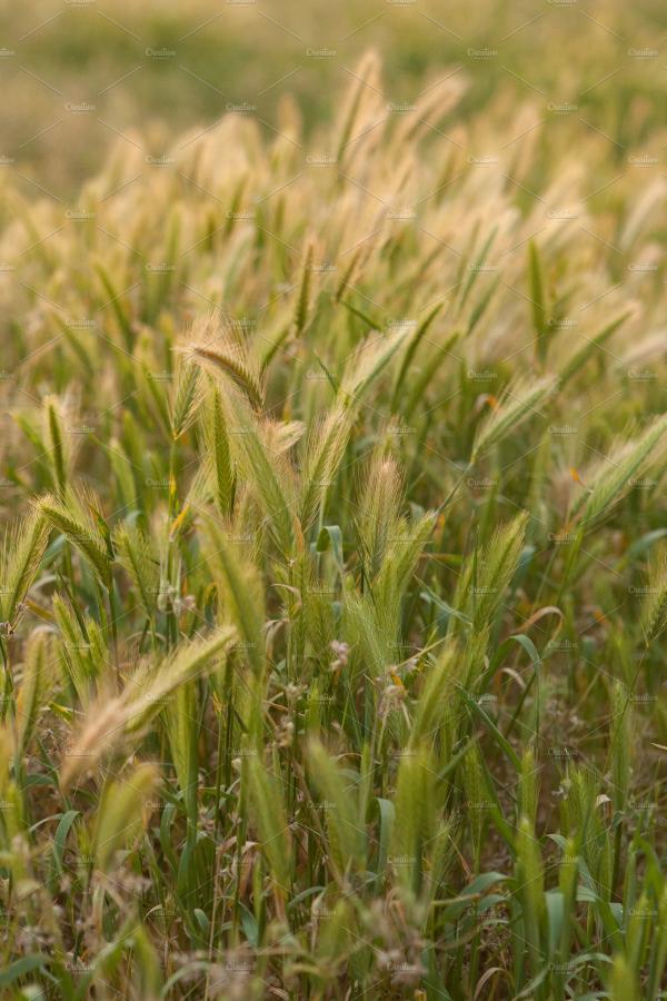 Wild Grass