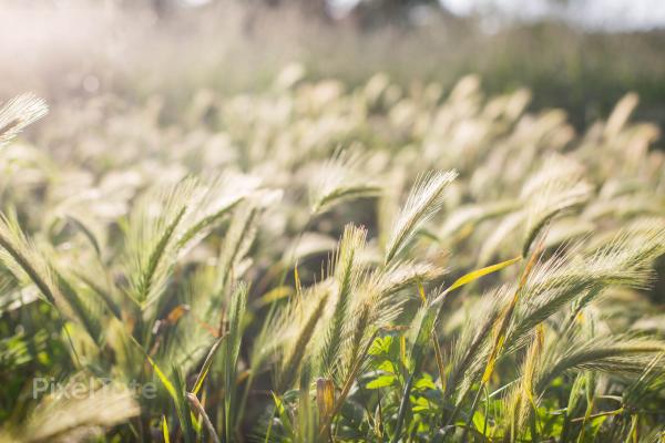 Wild Grass